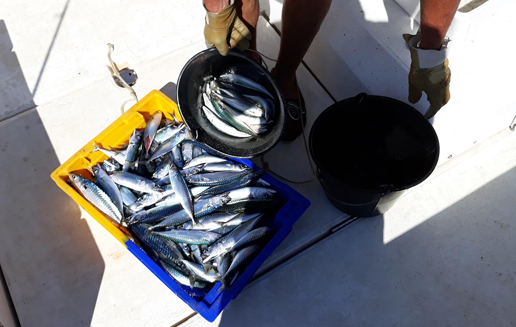 Tamafish à La Tamarissière - Pêche en mer