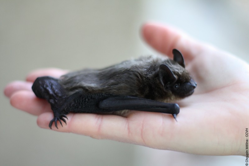 800x600_chauve-souris-aniane-012-1-262 ccvh
