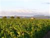 JASSE-CASTEL-5 JASSE-CASTEL