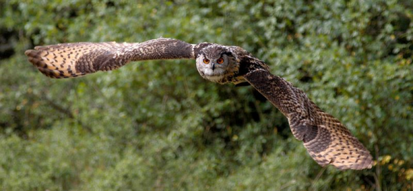Les Ailes du Larzac - Momo