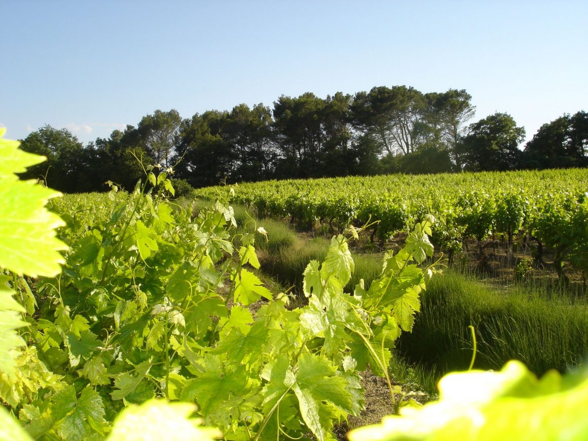 Vignes de Sommières © Tourisme Gard