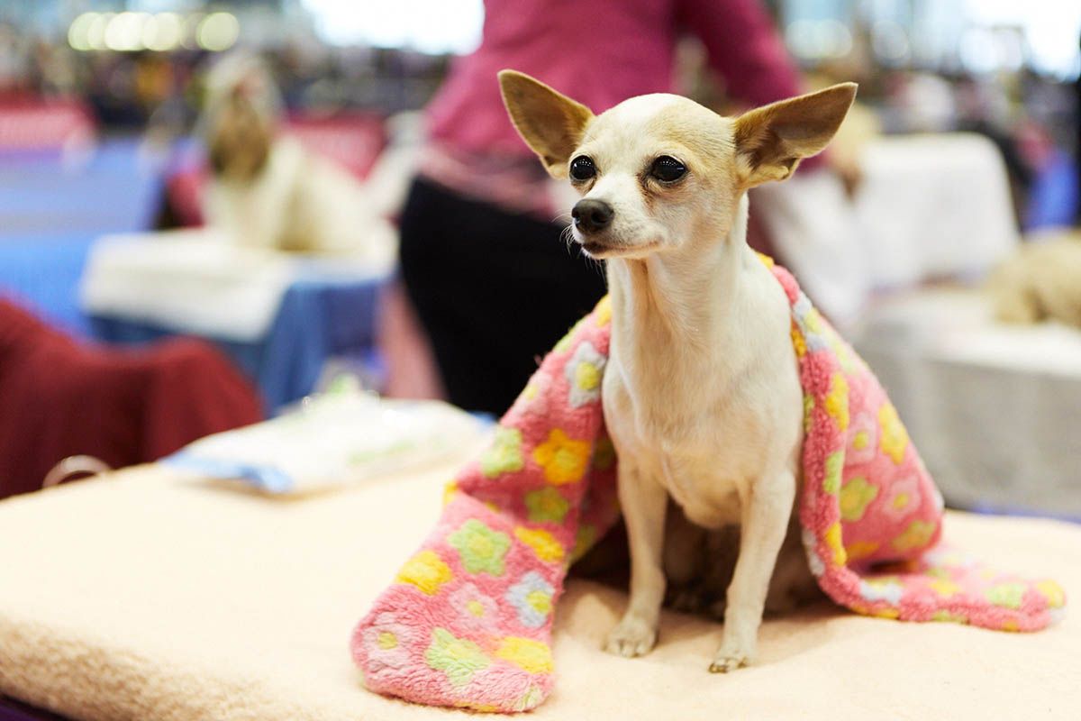 Exposition Canine Internationale