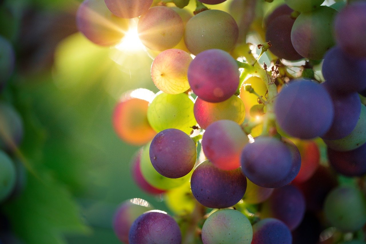 grapes-g4e7306e08_1280