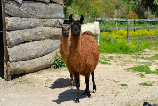 lama