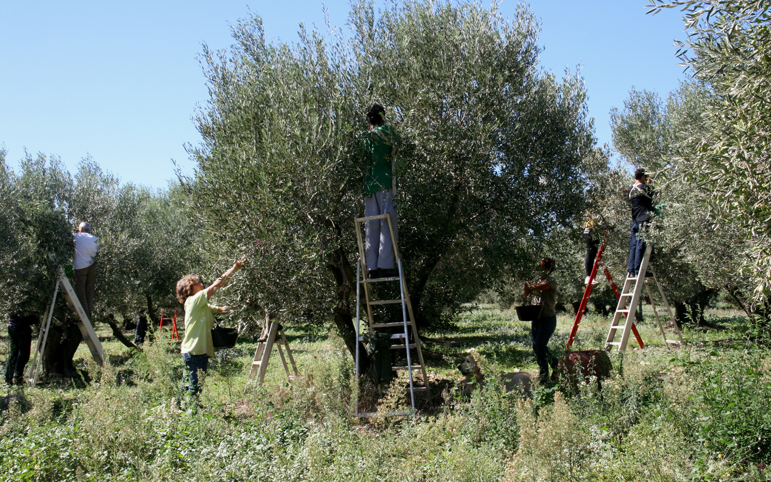Récolte d'olives de table