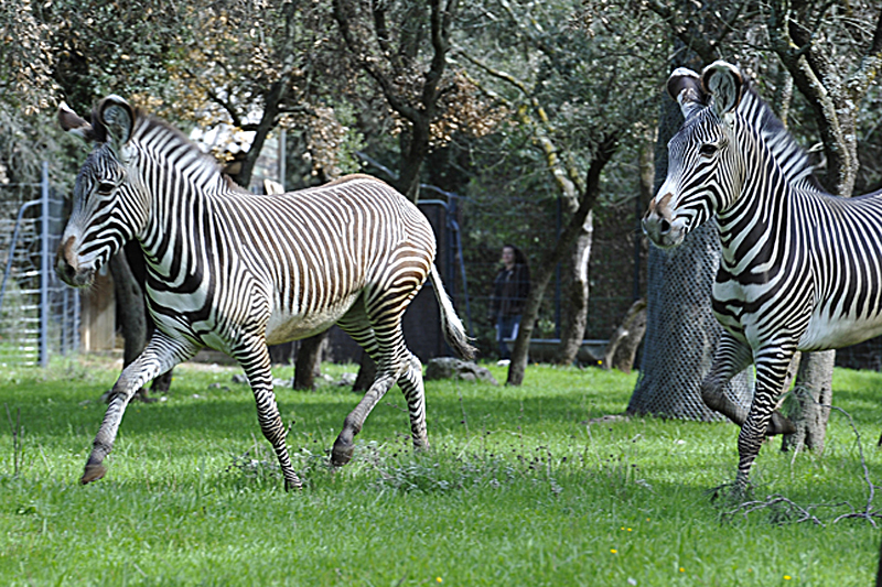 zoo2@ville
